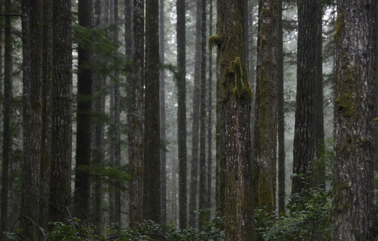 old-growth forest